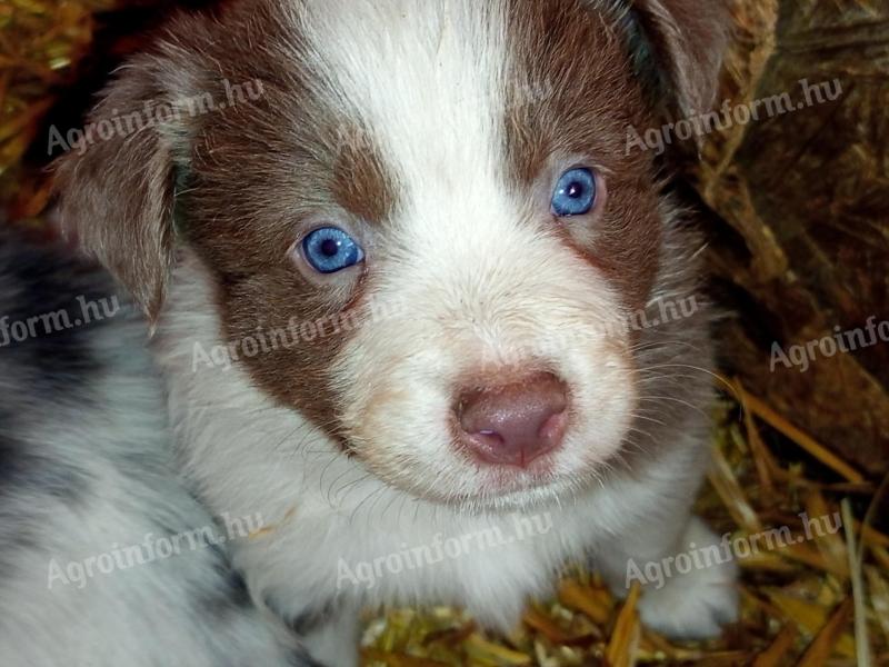 Căței Border Collie