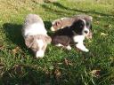 Border collie puppies