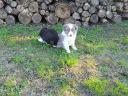 Border collie puppies