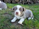 Căței Border Collie