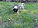 Border collie puppies