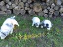 Border collie puppies