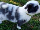 Border collie puppies