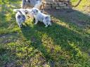 Border collie puppies