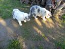 Border collie puppies