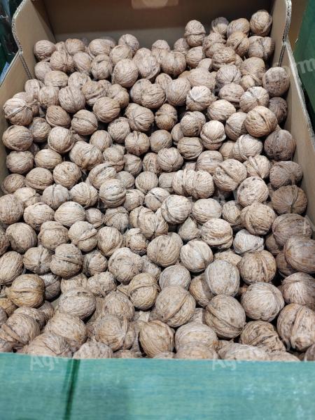 For sale premium walnuts in shell action 1300 Ft/kg. I will send it by GLS courier. 2-3 working days