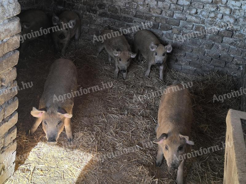 Ferkel zu verkaufen