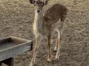 Fallow deer bull calf