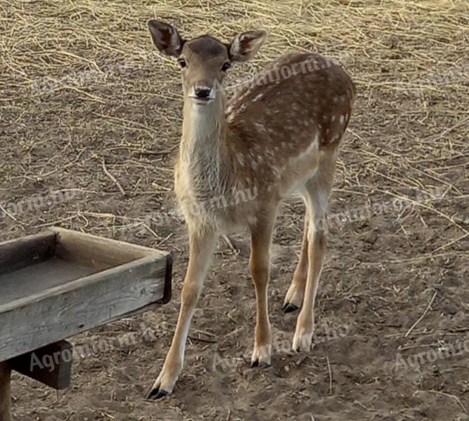 Fallow deer bull calf