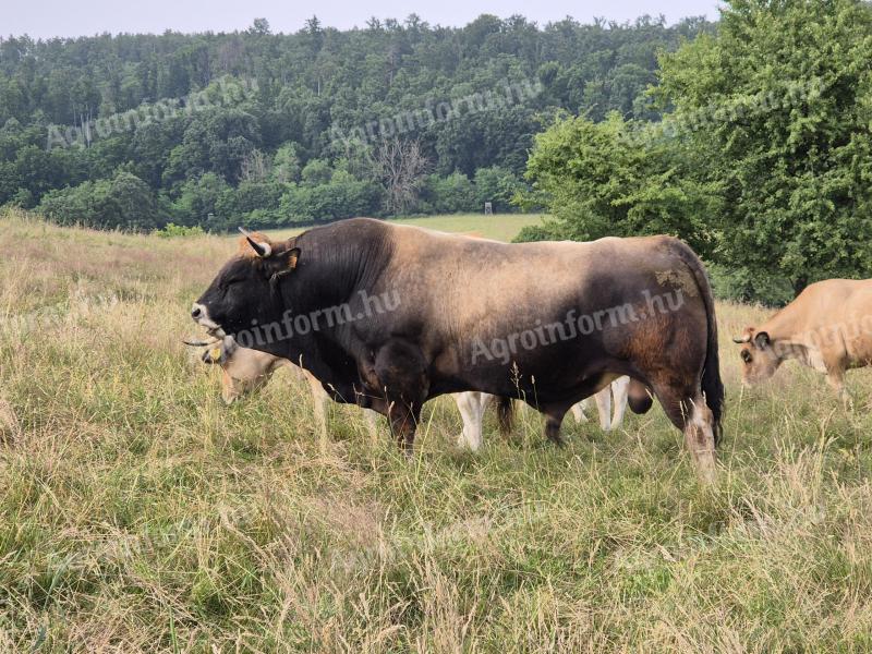 Plemenný býk Aubrac