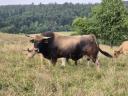 Aubrac-Zuchtbulle