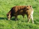 Aubrac-Zuchtbulle