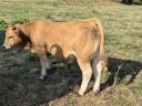 Aubrac breeding bull