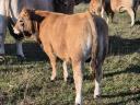 Aubrac breeding bull