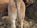 Aubrac breeding bull