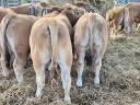 Aubrac breeding bull