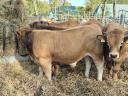 Aubrac breeding bull