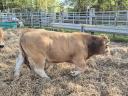 Aubrac breeding bull