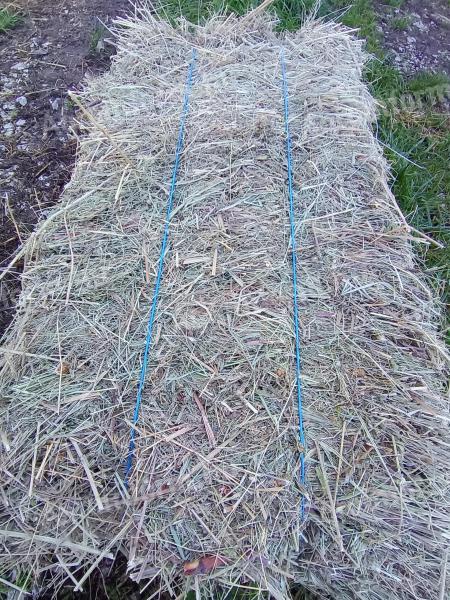 High quality cubes of meadow hay for sale indoors, even transported