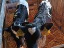 2 3 week old black bull calves for sale