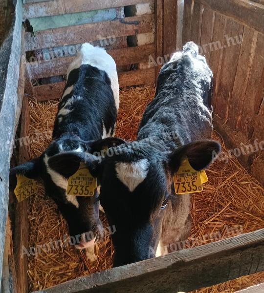 2 3 week old black bull calves for sale