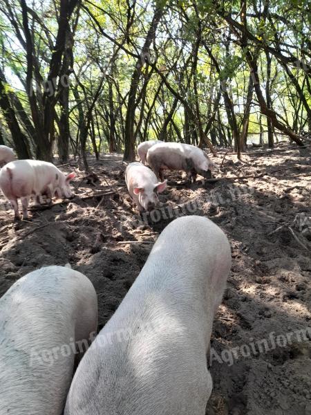 Ciężki tucznik na sprzedaż