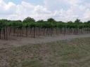 Vineyard for sale