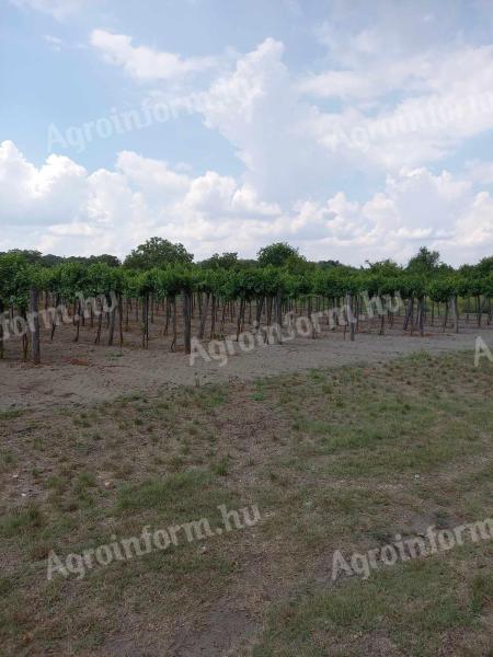 Vineyard for sale