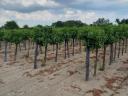 Vineyard for sale