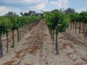 Vineyard for sale