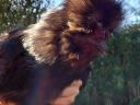 Young, active silky roosters