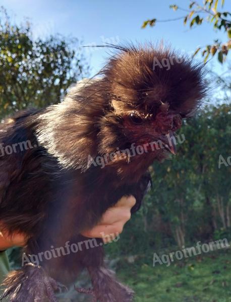 Young, active silky roosters