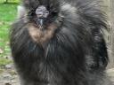 Young, active silky roosters