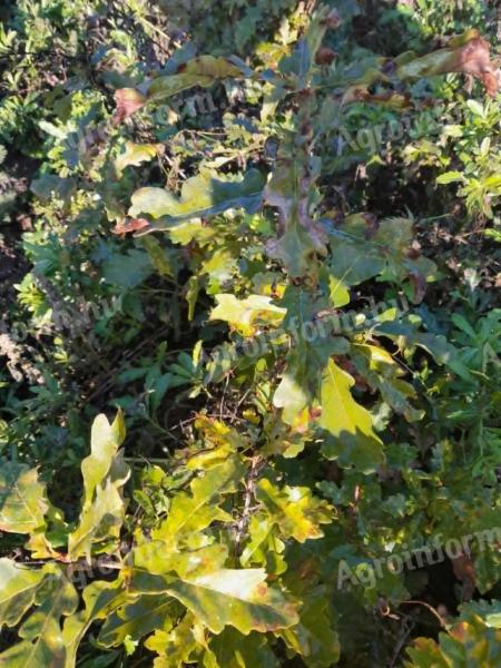 Oak seedlings for sale