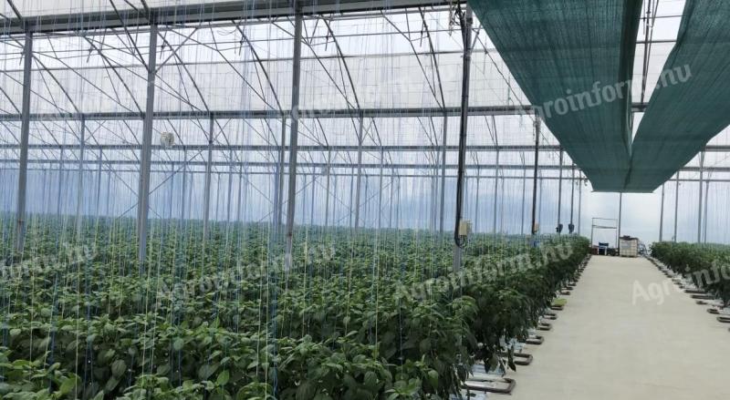 Greenhouse, working nursery