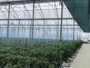 Greenhouse, working nursery