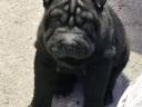 Băieți Shar-Pei