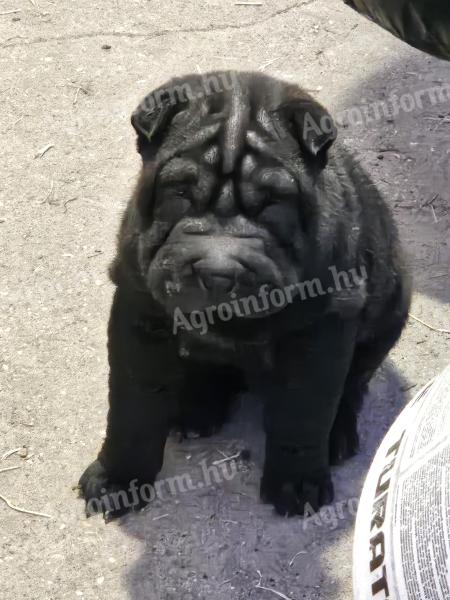 Chłopcy rasy Shar-Pei