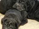 Shar-Pei-Jungs