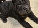 Băieți Shar-Pei