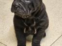 Băieți Shar-Pei