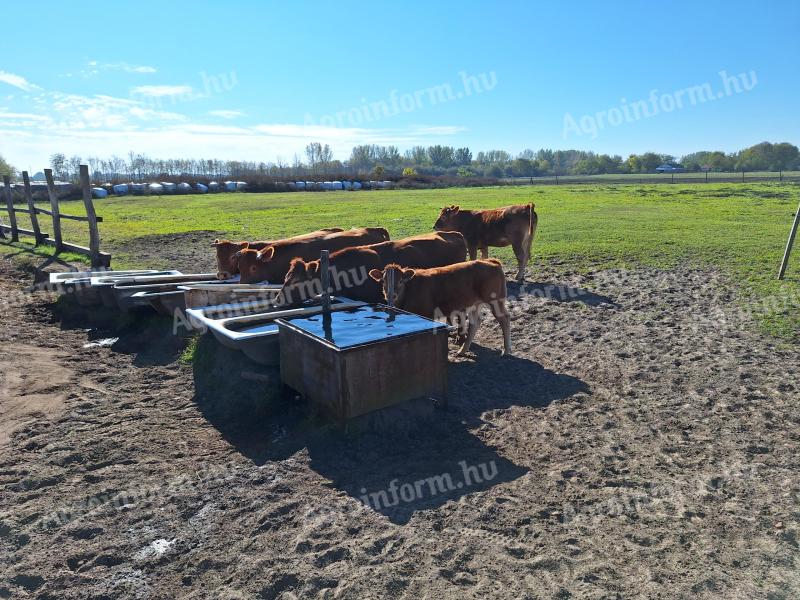 Cielęta pływające Limosin na sprzedaż