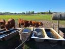 Limosin floating calves for sale