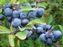 Brombeeren sind erhältlich