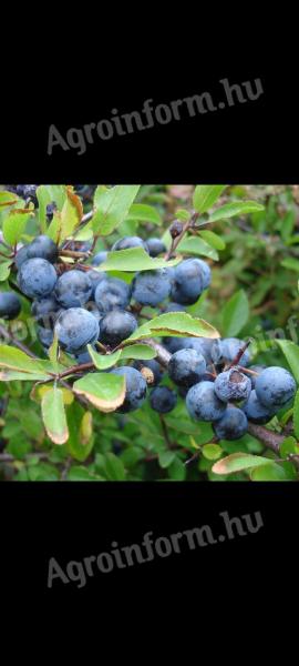 Cucumber berries available