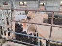 Calves for sale