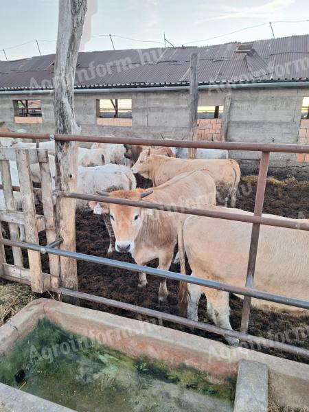 Calves for sale