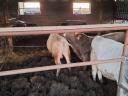 Calves for sale