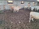 Calves for sale