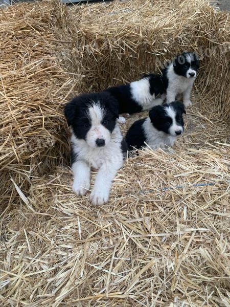 Border collie